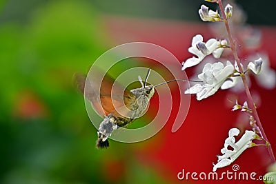 Hummingbird hawk-moth Nectaring on Swedish ivy Stock Photo