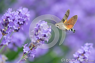 The hummingbird hawk-moth Macroglossum stellatarum Stock Photo