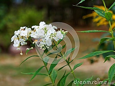 Hummingbird hawk-moth nectar-feeding while hovering at a white flower Stock Photo