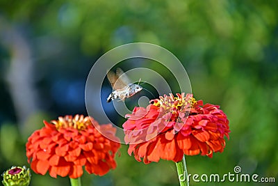 Hummingbird hawk-moth nectaring among the flowers of zinnia in the evening Stock Photo