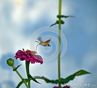 Hummingbird hawk-moth nectaring among the flowers of zinnia Stock Photo