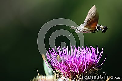 The hummingbird hawk-moth over a purple thistle. Stock Photo
