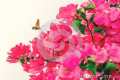 Hummingbird hawk moth in spain near pink bougainvillea flowers Stock Photo