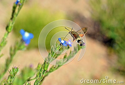 Macroglossum stellatarum , Hummingbird hawk-moth hovering and nectar suckling on flower Stock Photo