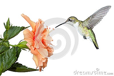 Hummingbird and Hibiscus Stock Photo