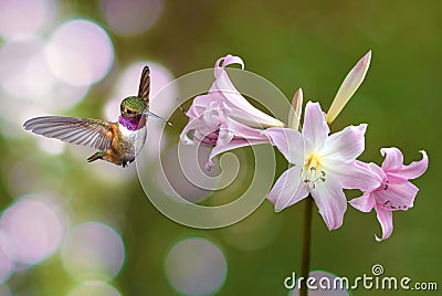 Hummingbird hovers in mid-air over a lily flower Stock Photo