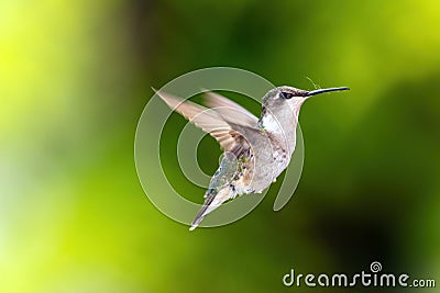 Hummingbird Isolated In Flight Southwestern Ontario Canada Stock Photo