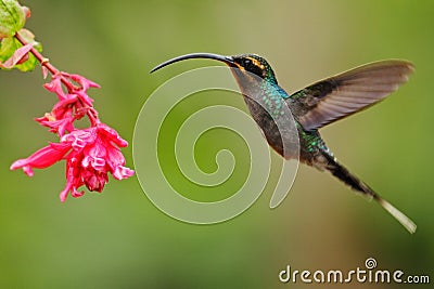 Hummingbird with long beak, Green Hermit, Phaethornis guy, clear light green background, action flying scene in the nature habitat Stock Photo
