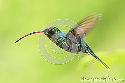 Hummingbird with long beak, Green Hermit, Phaethornis guy, clear light green background, Costa Rica Stock Photo