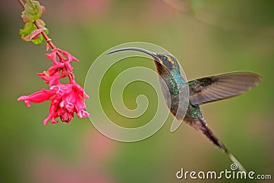 Hummingbird with long beak, Green Hermit, Phaethornis guy. Hummingbird with clear light green background Hummingbird action flying Stock Photo