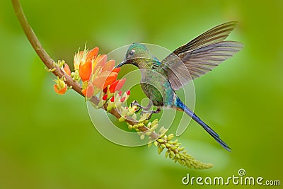 Hummingbird Long-tailed Sylph, Aglaiocercus kingi, with long blue tail feeding nectar from orange flower, beautiful action scene Stock Photo