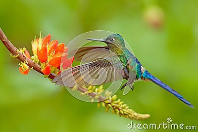 Hummingbird Long-tailed Sylph, Aglaiocercus kingi with orange flower, in flight. Hummingbird from Colombia in the bloom flower, Stock Photo