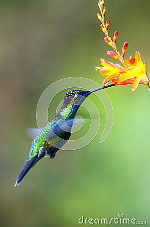 Hummingbird Long-tailed Sylph, Aglaiocercus kingi with orange flower, in flight. Hummingbird from Colombia Stock Photo