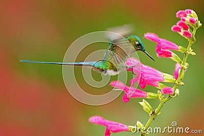 Hummingbird Long-tailed Sylph eating nectar from beautiful pink flower in Ecuador. Bird sucking nectar from bloom. Wildlife scene Stock Photo