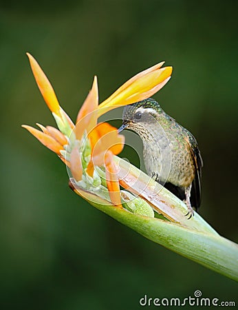 Hummingbird Long-tailed Sylph eating nectar from beautiful yellow strelicia flower in Ecuador Stock Photo