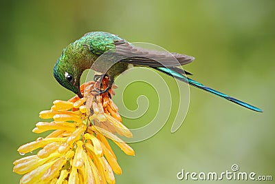 Hummingbird Long-tailed Sylph eating nectar from beautiful yellow strelicia flower in Ecuador Stock Photo