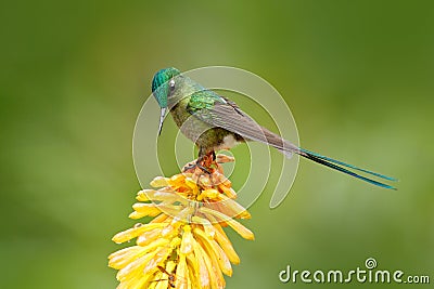 Hummingbird Long-tailed Sylph eating nectar from beautiful yellow strelicia flower in Ecuador. Bird with bloom. Wildlife Ecuador. Stock Photo