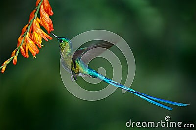 Hummingbird Long-tailed Sylph with long blue tail feeding nectar from orange flower Stock Photo