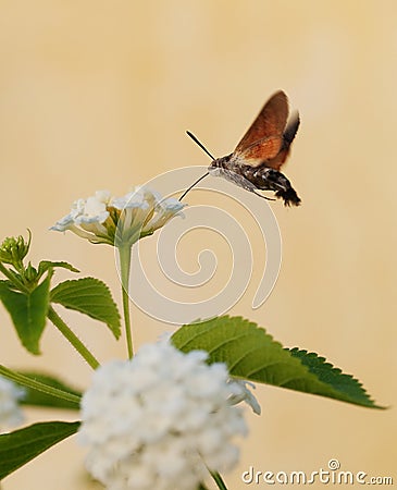 Hummingbird moth Stock Photo