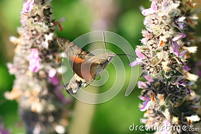 Hummingbird Moth Stock Photo