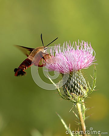 Hummingbird Moth Stock Photo