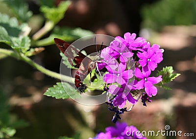 Hummingbird Moth Stock Photo