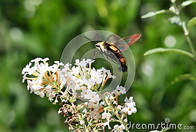 Hummingbird Moth Stock Photo