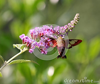 Hummingbird Moth Stock Photo