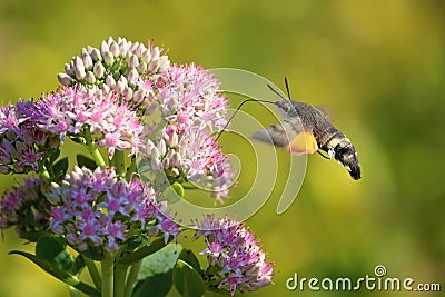 Hummingbird moth Stock Photo