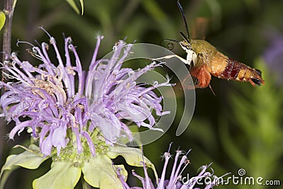 Hummingbird moth hovers while foraging on lavender bee balm flow Stock Photo