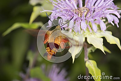 Hummingbird moth hovers while foraging on lavender bee balm flow Stock Photo