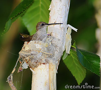 Hummingbird on nest Stock Photo