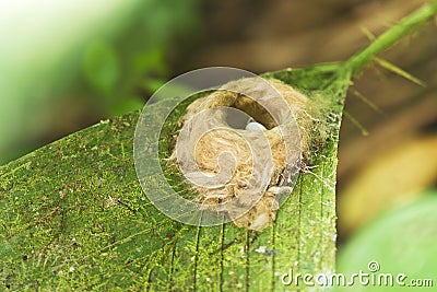 Hummingbird Nest With Egg Stock Photo