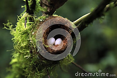 Hummingbird Nest with Eggs Stock Photo