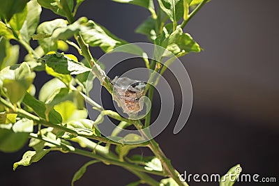 Hummingbird nest Stock Photo