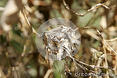 Hummingbird nest Stock Photo