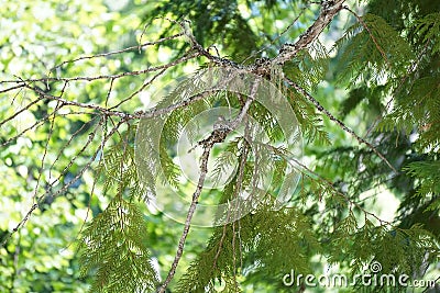 Hummingbird in nest Stock Photo