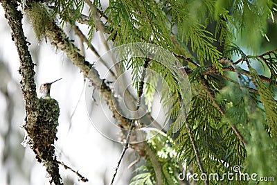 Hummingbird in nest Stock Photo