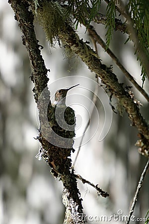 Hummingbird in nest Stock Photo