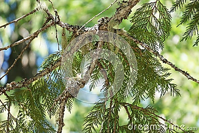 Hummingbird in nest Stock Photo