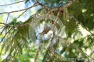 Hummingbird in nest Stock Photo