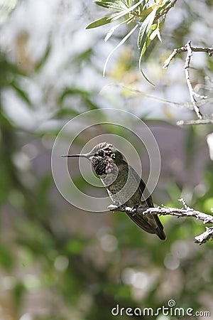 Hummingbird Stock Photo