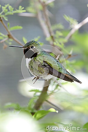 Hummingbird Stock Photo