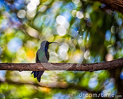 Hummingbird perched on tree branch Stock Photo