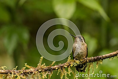 Speckled hummingbird Stock Photo