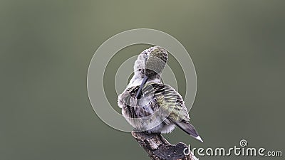 Hummingbird preening his back feathers Stock Photo