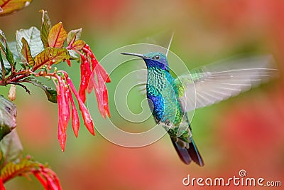 Hummingbird with red bloom forest habitat. Green Violet-ear, Colibri thalassinus, green hummingbird flying in the nature tropic w Stock Photo