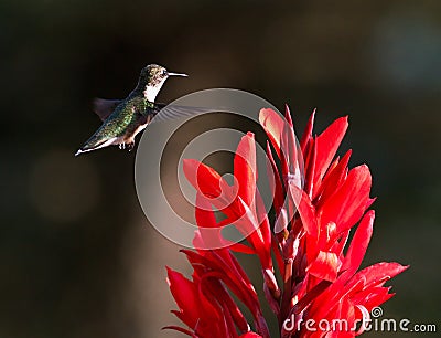 Hummingbird and Red Cana Stock Photo