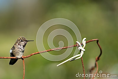 Hummingbird On Rusted Fence Stock Photo