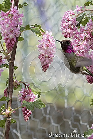 Hummingbird Sipping Nectar from Flowering Red Currant Stock Photo